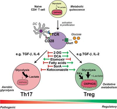 Immunometabolic Regulation of Interleukin-17-Producing T Helper Cells: Uncoupling New Targets for Autoimmunity